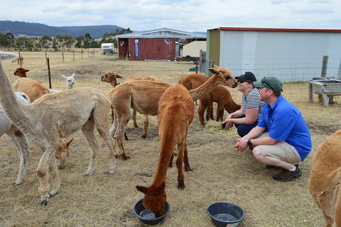Alpaca Farm Tours With Toffeemont - Accommodation Bookings 3