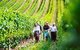 Hobart: Highlights Of Tasmanian Wine Full Day Tour - thumb 0