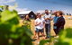 Hobart: Highlights Of Tasmanian Wine Full Day Tour - thumb 2
