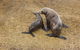 Wilsons Promontory Wilderness Cruise From Tidal River - thumb 6