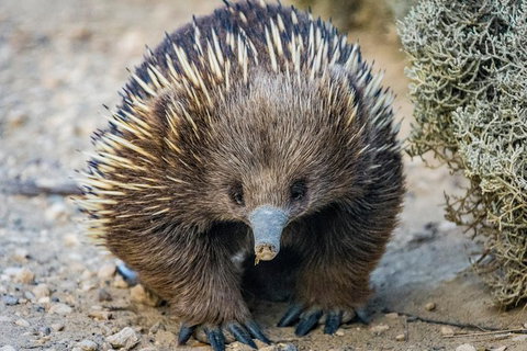 The Great Ocean Road 1 Day Private Sunset Tour - Accommodation Bookings 2