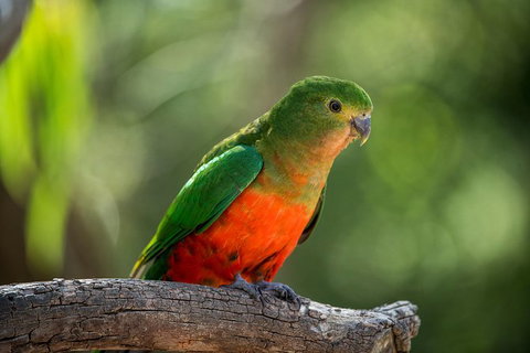 The Great Ocean Road 1 Day Private Sunset Tour - Accommodation Bookings 4