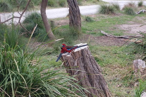 Wilsons Promontory Brainstorming Escape - Accommodation Bookings 5