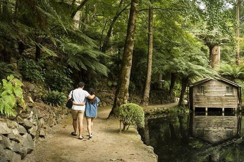 Discover Tour: Dandenong Ranges & William Ricketts Sanctuary - Accommodation Bookings 4