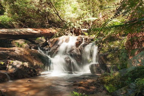 Discover Tour: Dandenong Ranges & William Ricketts Sanctuary - Accommodation Bookings 0