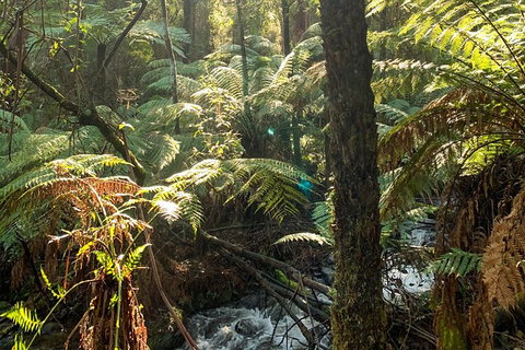 Hiking Tour To Aqueduct And Warburton Valley Lookout - Accommodation Bookings 3