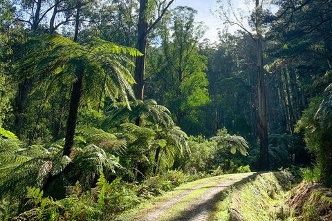 Hiking Tour To Aqueduct And Warburton Valley Lookout - Accommodation Bookings 1