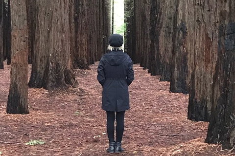 Private Aqueduct To California Redwoods Hiking Tour - Accommodation Bookings 1