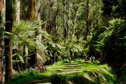 Private Aqueduct To California Redwoods Hiking Tour - Accommodation Bookings 2