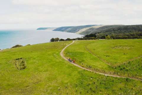 Walk With Wildlife: Guided Tour In Great Ocean Road - Accommodation Bookings 3