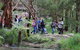 Walk With Wildlife: Guided Tour In Great Ocean Road - thumb 4