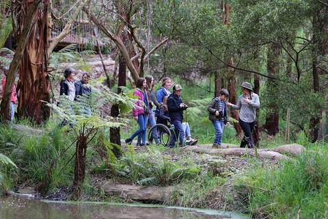 Walk With Wildlife: Guided Tour In Great Ocean Road - Accommodation Bookings 4