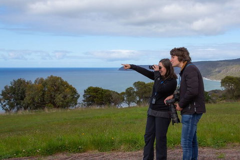 Walk With Wildlife: Guided Tour In Great Ocean Road - Accommodation Bookings 5