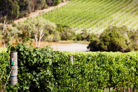 Mornington Peninsula 2-6 Guests With Lunch And Art Walk At Pt Leo Estate - Accommodation Bookings 5