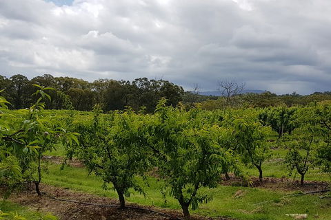 Day Tour Of Yarra Valley Puffing Billy And Rayners Orchard - Accommodation Bookings 42