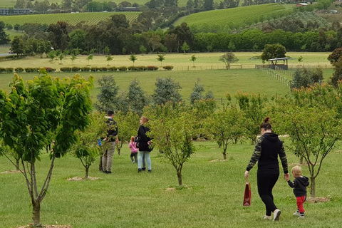 Day Tour Of Yarra Valley Puffing Billy And Rayners Orchard - Accommodation Bookings 36