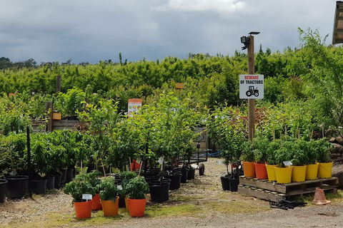 Day Tour Of Yarra Valley Puffing Billy And Rayners Orchard - Accommodation Bookings 46