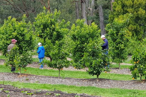 Day Tour Of Yarra Valley Puffing Billy And Rayners Orchard - Accommodation Bookings 1