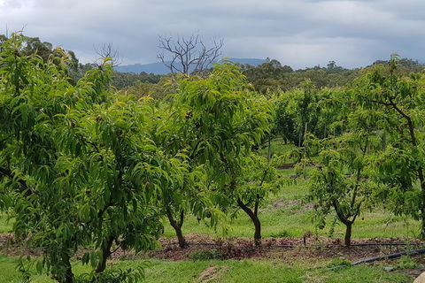 Day Tour Of Yarra Valley Puffing Billy And Rayners Orchard - Accommodation Bookings 41