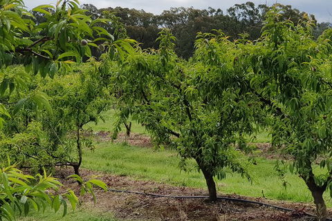 Day Tour Of Yarra Valley Puffing Billy And Rayners Orchard - Accommodation Bookings 49