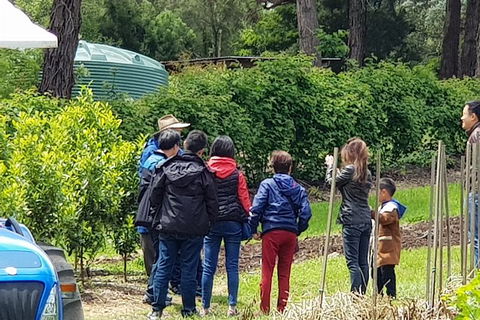 Day Tour Of Yarra Valley Puffing Billy And Rayners Orchard - Accommodation Bookings 16