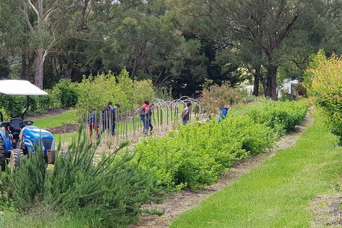 Day Tour Of Yarra Valley Puffing Billy And Rayners Orchard - Accommodation Bookings 29