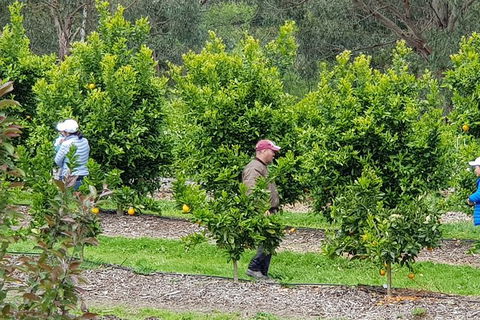 Day Tour Of Yarra Valley Puffing Billy And Rayners Orchard - Accommodation Bookings 34