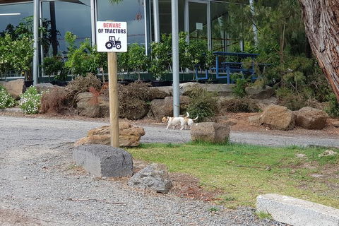 Day Tour Of Yarra Valley Puffing Billy And Rayners Orchard - Accommodation Bookings 2