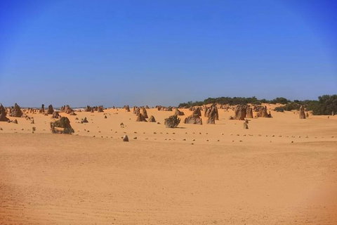 The Pinnacles, Yanchep National Park, Crystal Cave, And Moore River Tour - Accommodation Bookings 7