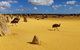 The Pinnacles, Yanchep National Park, Crystal Cave, And Moore River Tour - thumb 8