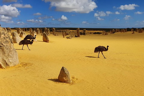 The Pinnacles, Yanchep National Park, Crystal Cave, And Moore River Tour - Accommodation Bookings 8