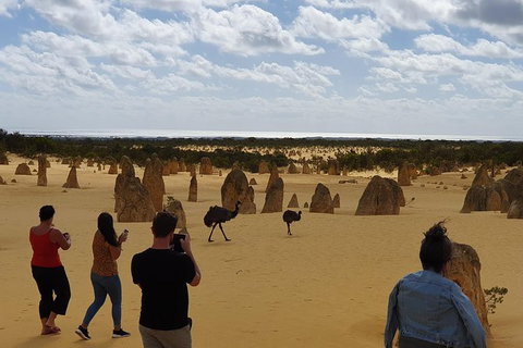 The Pinnacles, Yanchep National Park, Crystal Cave, And Moore River Tour - Accommodation Bookings 2