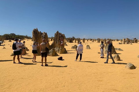 The Pinnacles, Yanchep National Park, Crystal Cave, And Moore River Tour - Accommodation Bookings 5