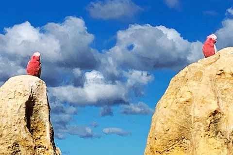 Pinnacles Desert (Private) Day Tour - Accommodation Bookings 22