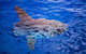 Bremer Bay Orca Experience - thumb 8