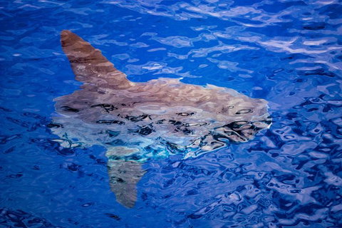 Bremer Bay Orca Experience - Accommodation Bookings 8