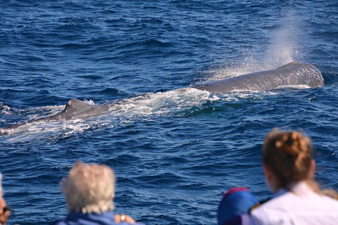 Bremer Bay Orca Experience - Accommodation Bookings 13