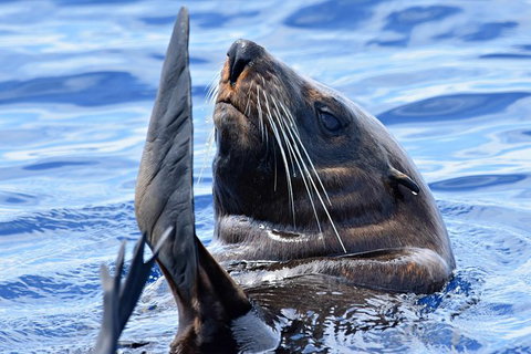Bremer Bay Orca Experience - Accommodation Bookings 3