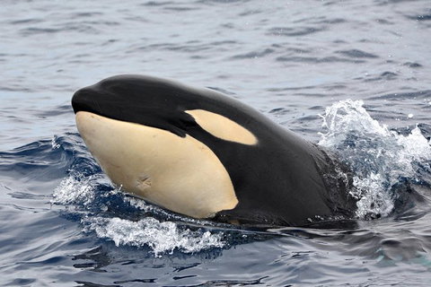 Bremer Bay Orca Experience - Accommodation Bookings 10
