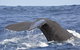Bremer Bay Orca Experience - thumb 9