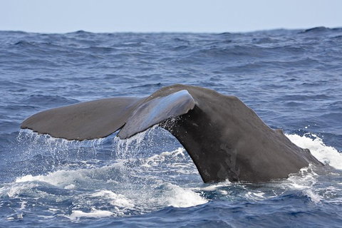 Bremer Bay Orca Experience - Accommodation Bookings 9