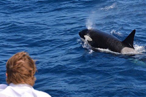 Bremer Bay Orca Experience - Accommodation Bookings 7