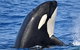 Bremer Bay Orca Experience - thumb 0