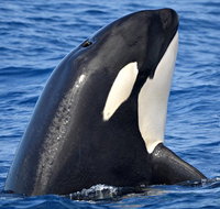 Bremer Bay Orca Experience - Accommodation Bookings