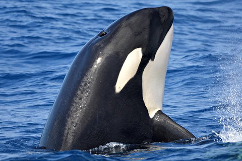 Bremer Bay Orca Experience - Accommodation Bookings 0