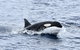 Bremer Bay Orca Experience - thumb 11