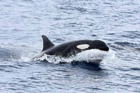 Bremer Bay Orca Experience - Accommodation Bookings 11