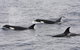 Bremer Bay Orca Experience - thumb 1