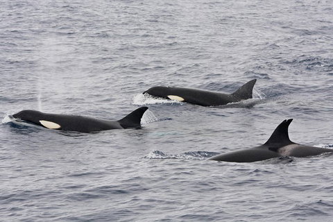 Bremer Bay Orca Experience - Accommodation Bookings 1