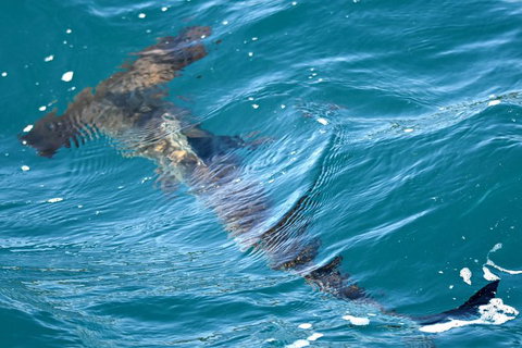Bremer Bay Orca Experience - Accommodation Bookings 14